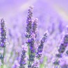 Organic lavender essential oil, 10 ml, ALTEYA