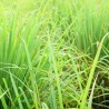 Organic lemongrass essential oil, 10 ml, ALTEYA