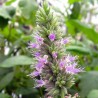 Organic patchouli essential oil, 10 ml, ALTEYA