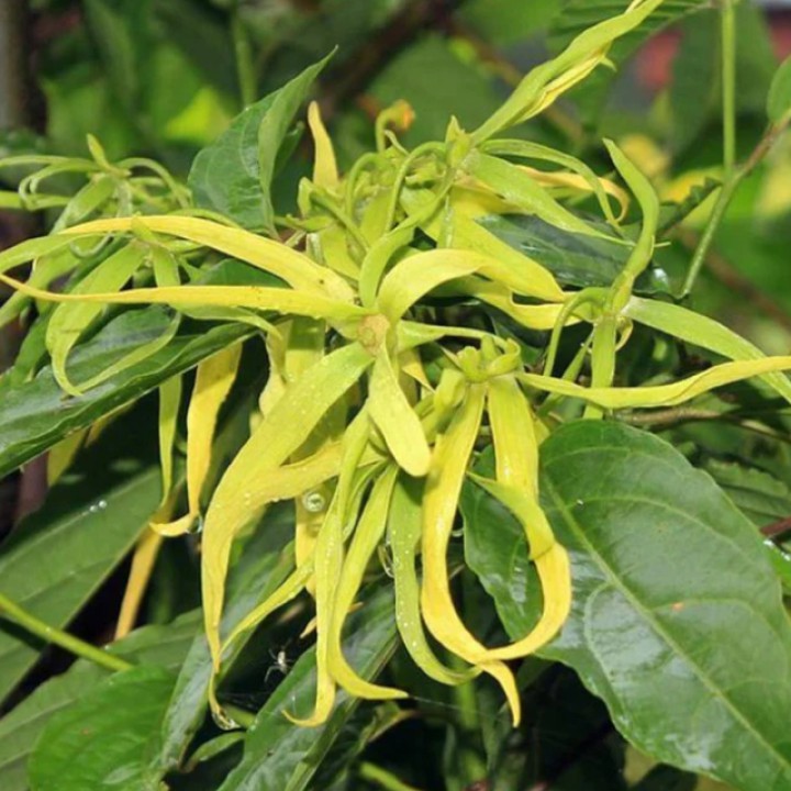 Organic ylang ylang essential oil, 10 ml, ALTEYA