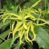 Organic ylang ylang essential oil, 10 ml, ALTEYA