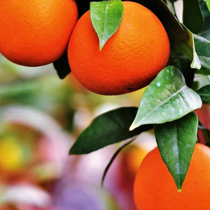 Organic Sweet Orange Essential Oil, 10 ml, ALTEYA