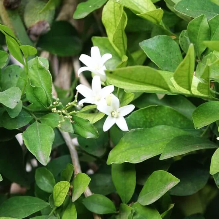 Mahe neroli eeterlik õli Alteya, 10 ml