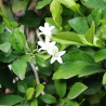 Mahe neroli eeterlik õli Alteya, 10 ml