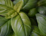 Organic Basil Essential Oil Alteya, 10 ml - Image 2