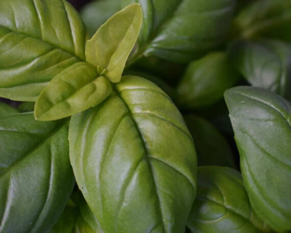 Organic Basil Essential Oil Alteya, 10 ml - Image 2